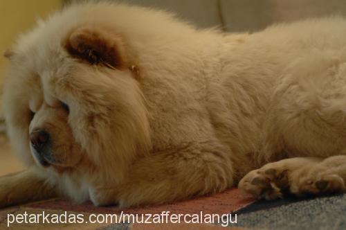 peluş Dişi Chow Chow