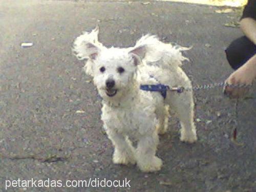 dido Erkek Fox Terrier (Wire)