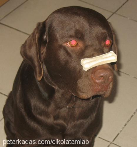 paşa Erkek Labrador Retriever