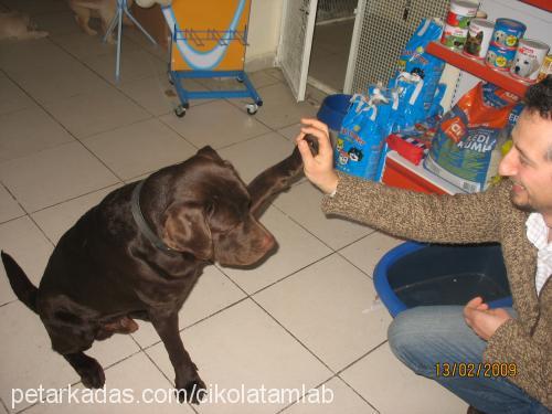 paşa Erkek Labrador Retriever