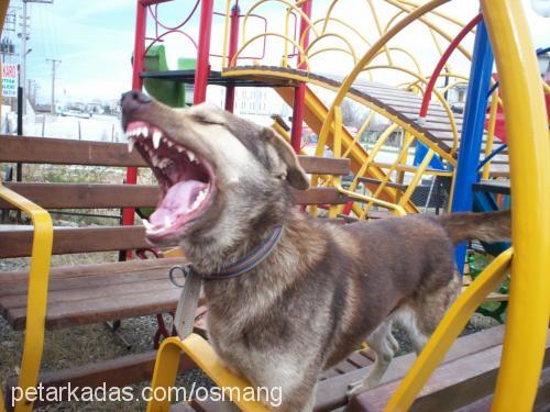 çakır Erkek Alman Çoban Köpeği