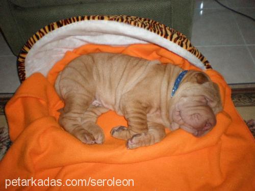 leon Erkek Çin Shar-Pei