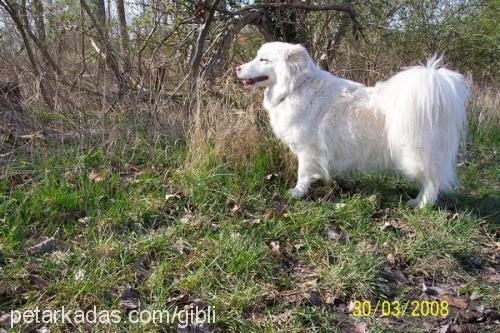 lady Dişi Collie