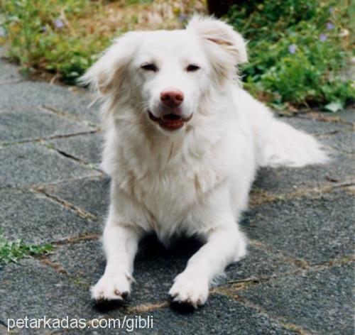 lady Dişi Collie