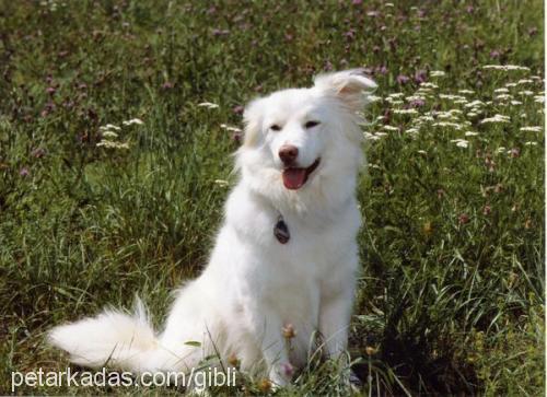 lady Dişi Collie