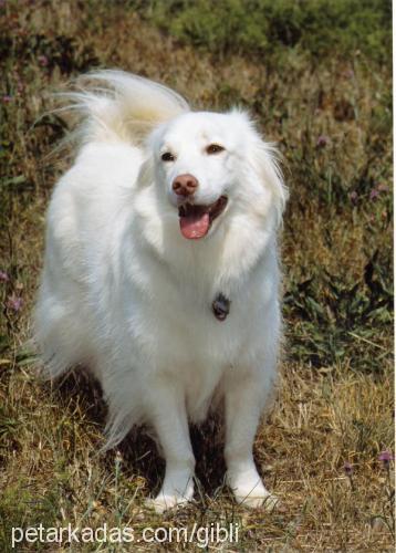 lady Dişi Collie