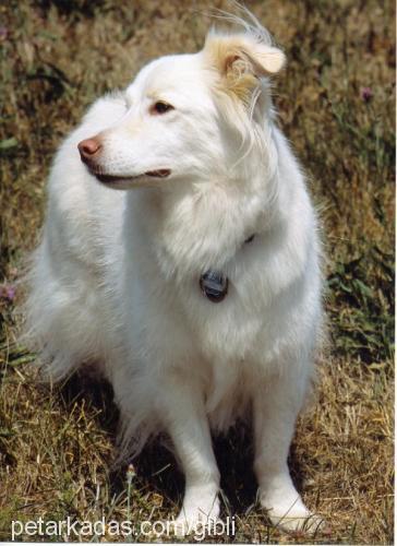 lady Dişi Collie