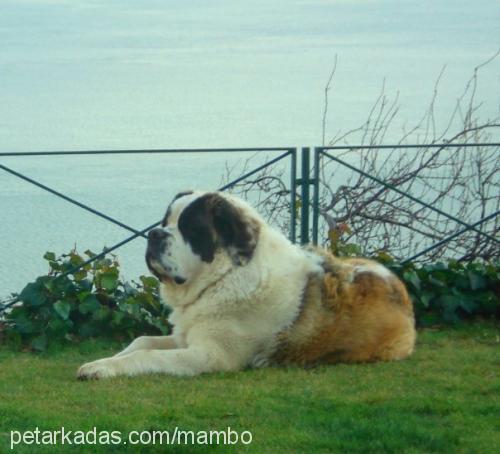 mambo Erkek St. Bernard (Saint Bernard)