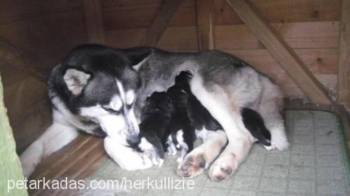 yavrularimiz Erkek Sibirya Kurdu (Husky)