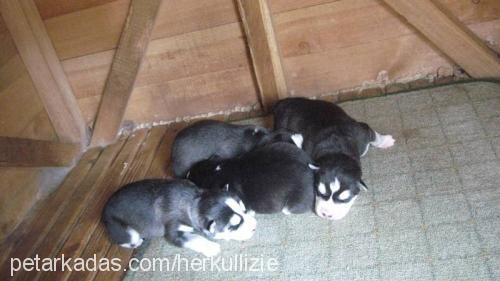 yavrularimiz Erkek Sibirya Kurdu (Husky)