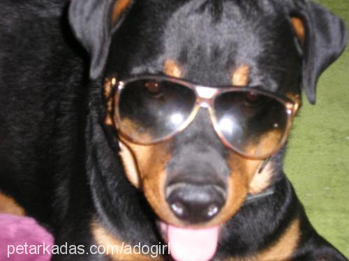 adolf Erkek Rottweiler