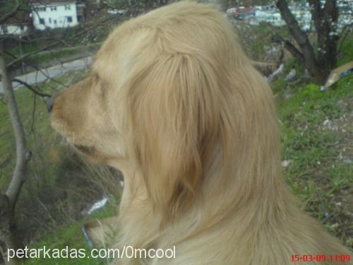 lady Dişi Golden Retriever