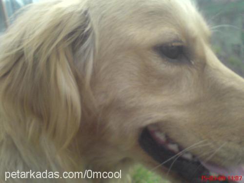 lady Dişi Golden Retriever