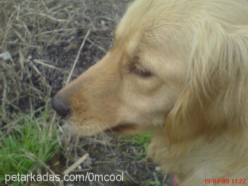 lady Dişi Golden Retriever