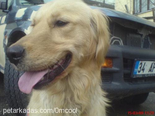 lady Dişi Golden Retriever