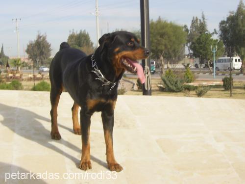 rod Erkek Rottweiler