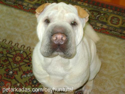 hera Dişi Çin Shar-Pei