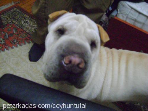 hera Dişi Çin Shar-Pei