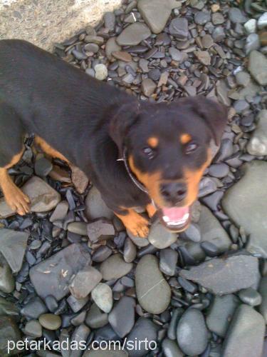 paşa Erkek Rottweiler