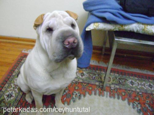 hera Dişi Çin Shar-Pei