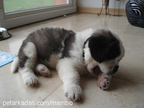 mambo Erkek St. Bernard (Saint Bernard)