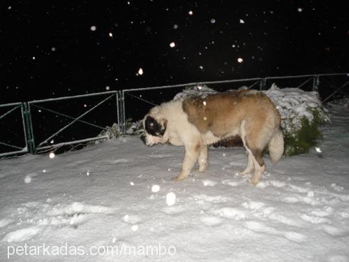 mambo Erkek St. Bernard (Saint Bernard)