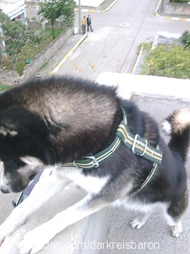 dark Erkek Sibirya Kurdu (Husky)