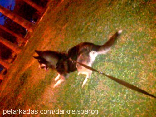 dark Erkek Sibirya Kurdu (Husky)