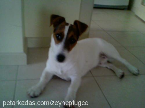 Çakil Erkek Jack Russell Terrier