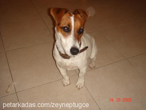 Çakil Erkek Jack Russell Terrier