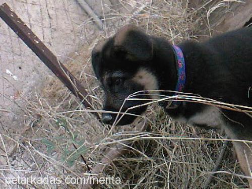 rita Dişi Alman Çoban Köpeği