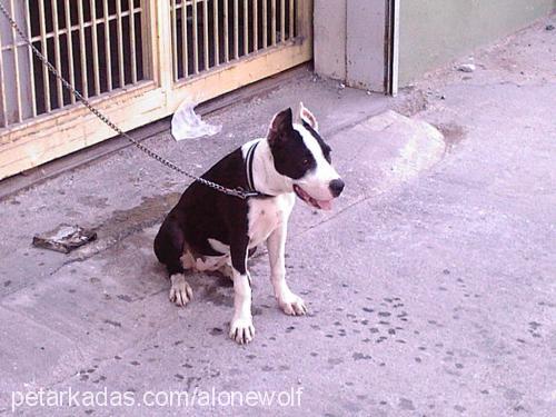 cazi Dişi Amerikan Pitbull Terrier