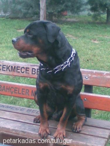 paşa Erkek Rottweiler