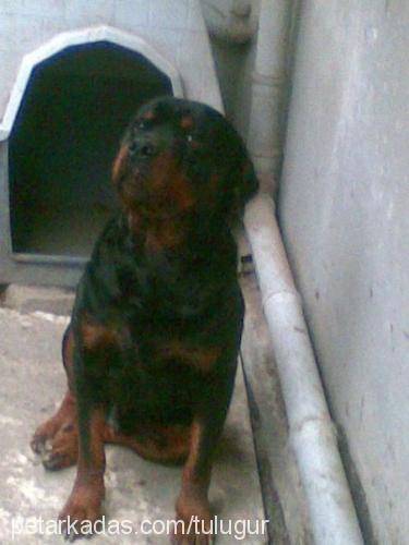 paşa Erkek Rottweiler