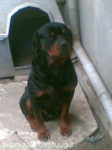 paşa Erkek Rottweiler