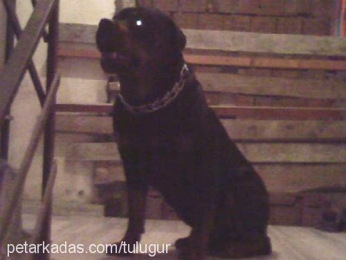 paşa Erkek Rottweiler