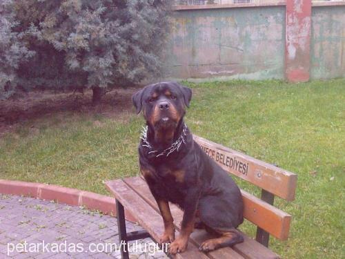 paşa Erkek Rottweiler