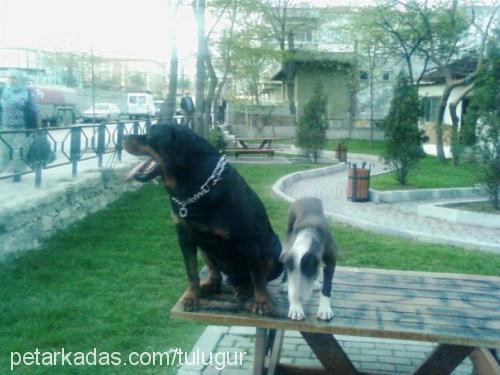 paşa Erkek Rottweiler