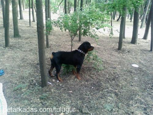 paşa Erkek Rottweiler