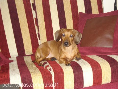 Mia Dişi Dachshund