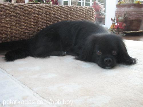 bobi Erkek Tibetli Spaniel