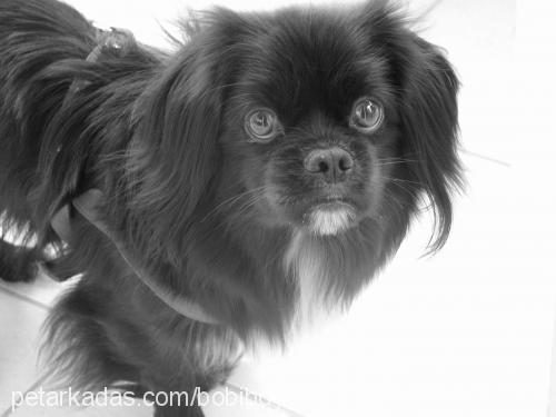 bobi Erkek Tibetli Spaniel