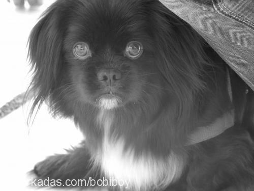 bobi Erkek Tibetli Spaniel