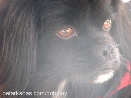 bobi Erkek Tibetli Spaniel