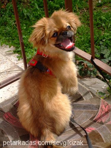 çirkin Dişi Pekingese