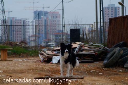 gypsy Erkek Border Collie