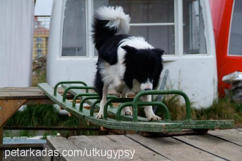 gypsy Erkek Border Collie