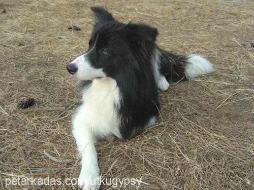 gypsy Erkek Border Collie