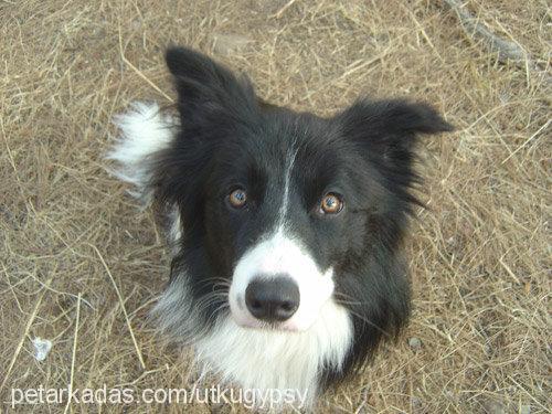 gypsy Erkek Border Collie