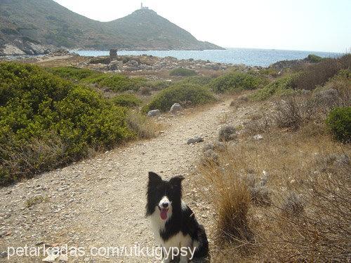 gypsy Erkek Border Collie